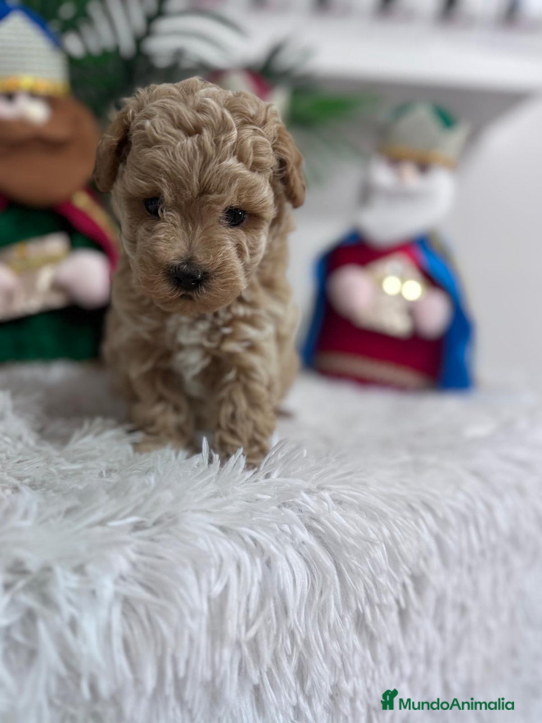 Caniche Toy perros en venta: CANICHE TOY - Anuncio 11