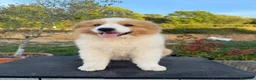Pastor Australiano perros en venta:  Bahia de Txingudi Pastor Australiano  - Anuncio 4
