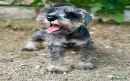 Schnauzer Miniatura perros en venta: SCHNAUZER MINIATURA ESPECTACULAR - Imagen 2