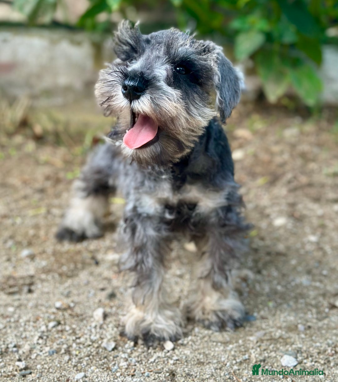 Schnauzer Miniatura perros en venta: SCHNAUZER MINIATURA ESPECTACULAR - Imagen 2