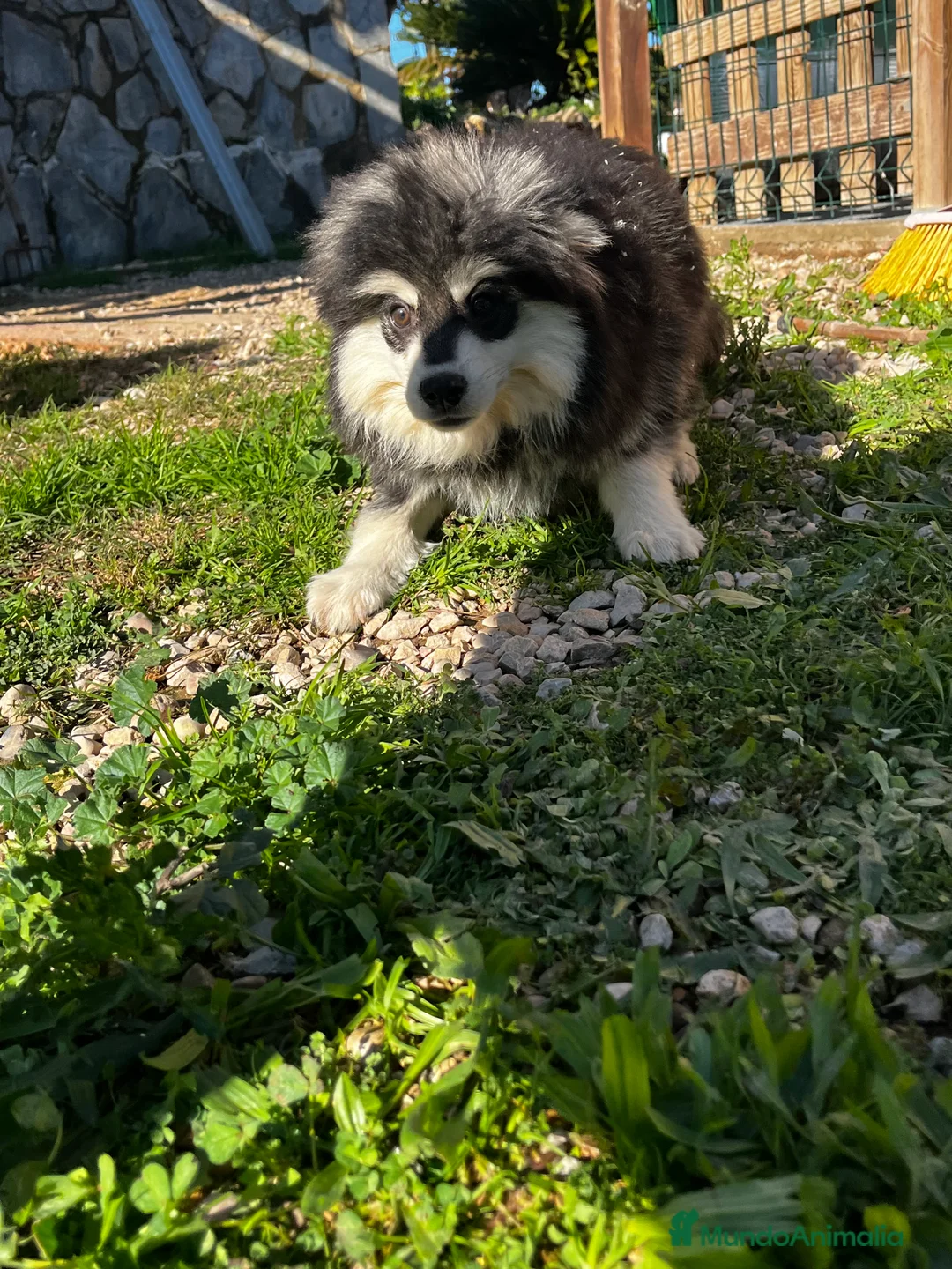 Pomsky perros en venta: Pomsky miniatura multigeneracional  - Anuncio 28