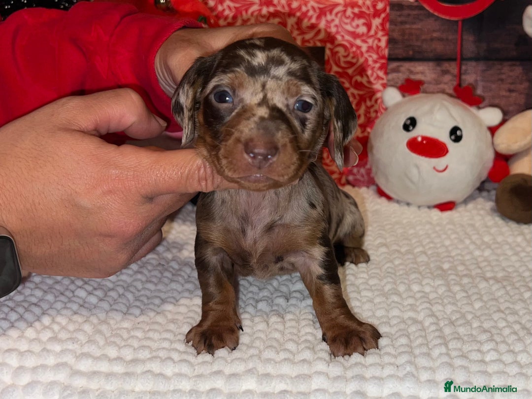Teckel Miniatura perros en venta: PRECIOSA TECKEL ARLEQUÍN CHOCOLATE  - Anuncio 3