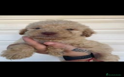 Perro de Agua Español perros en venta: Perro de agua  - Imagen 6