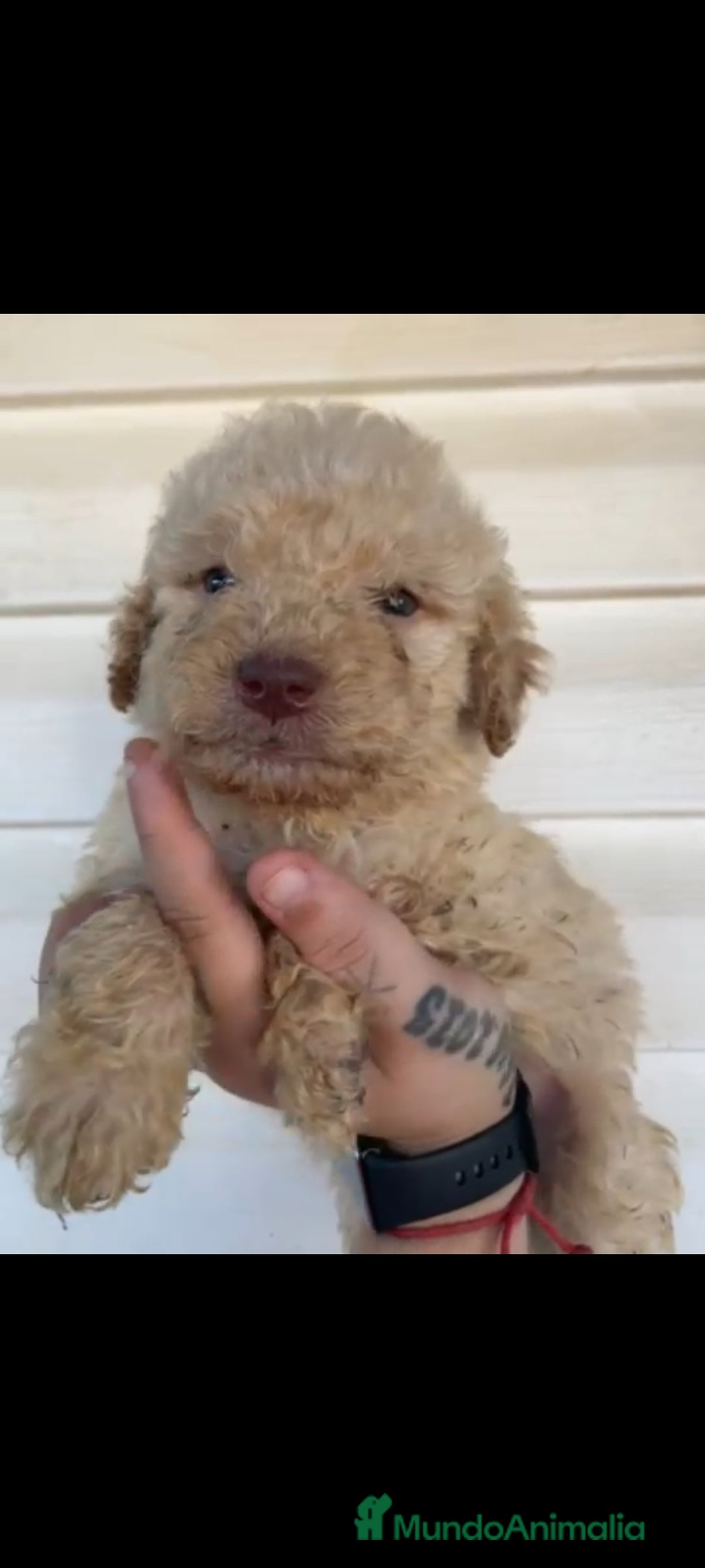 Perro de Agua Español perros en venta: Perro de agua  - Imagen 6