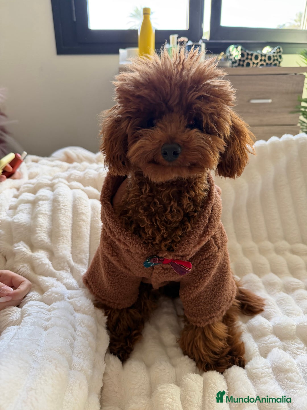 Caniche Toy perros para monta: Espectacular caniche Toy rojo para monta  - Anuncio 3