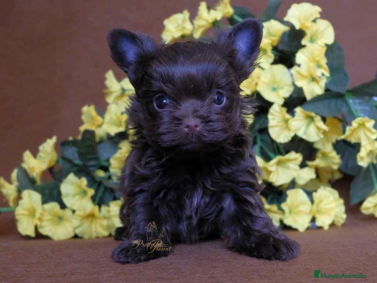 Biewer Yorkshire Terrier a la Pom Pon perros Cachorros Yorkshire chocolate - Anuncio 1