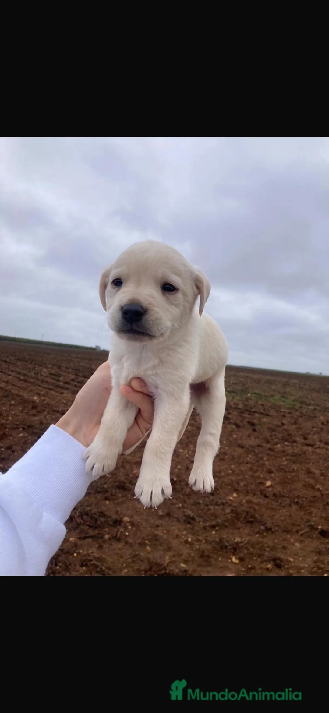 Labrador Retriever perros en venta: Macho de Labrador retriever dorado - Anuncio 1