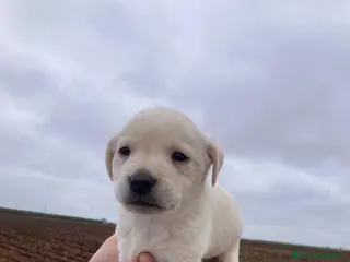 Labrador Retriever perros Macho de Labrador retriever dorado - Anuncio 1