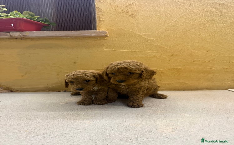 Caniche Toy perros - Anuncio 3