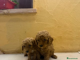 Caniche Toy perros - Anuncio 6