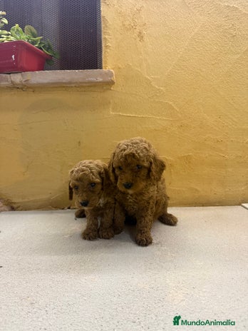 Caniche Toy perros - Anuncio 16
