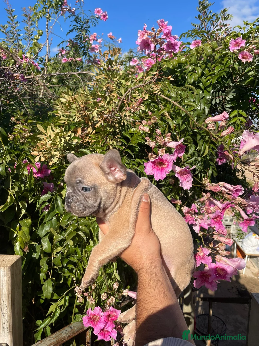Bulldog Francés perros en venta: Bulldog Francés  en Illes Balears - Anuncio 7