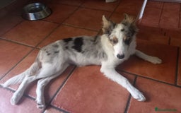 Border Collie perros en venta: Cachorra de border collie  - Imagen 2