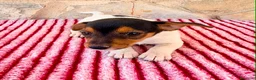 Jack Russell Terrier perros en venta: Jack Russell terrier  - Anuncio 11