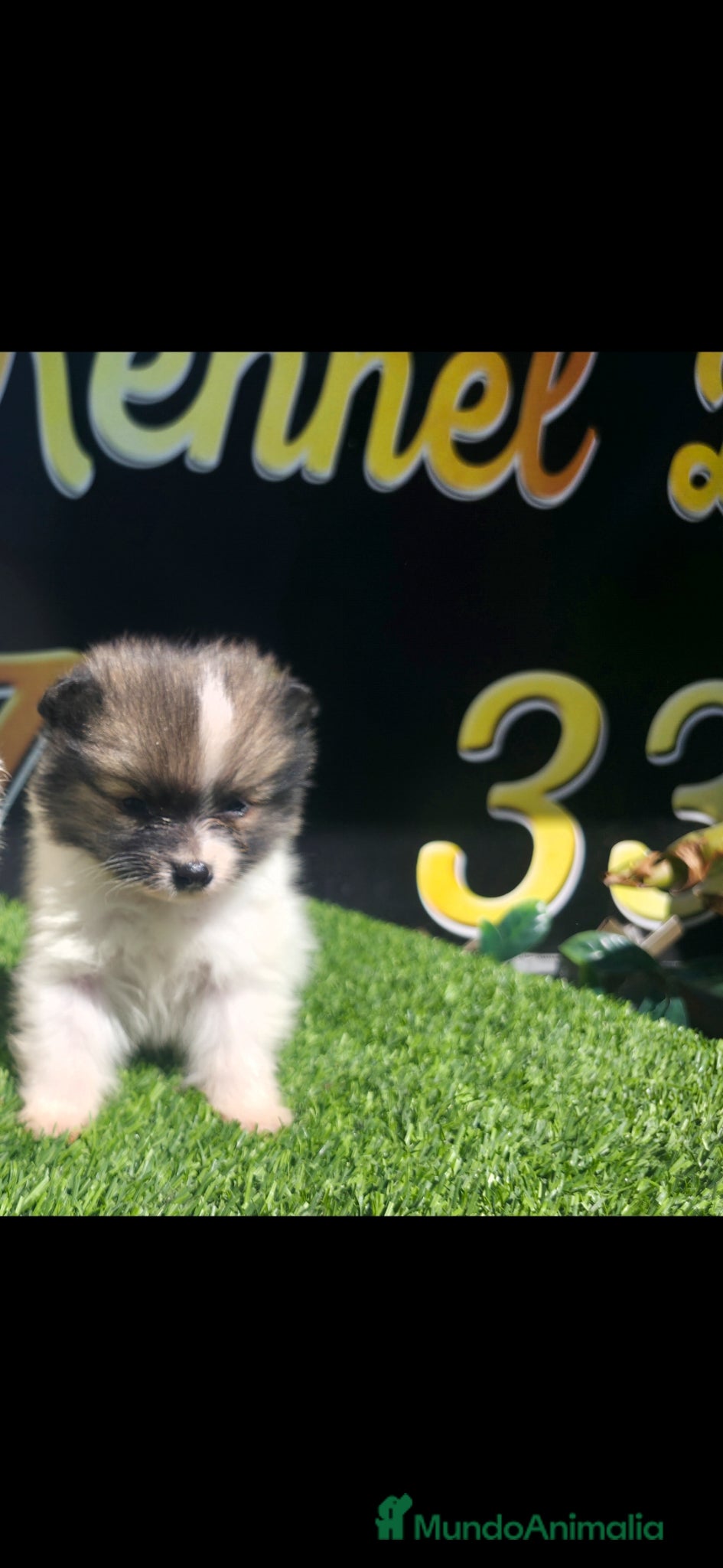 Pomerania perros Pomerania particolor tecup - Anuncio 1