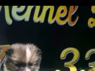 Pomerania perros Pomerania particolor tecup - Anuncio 3