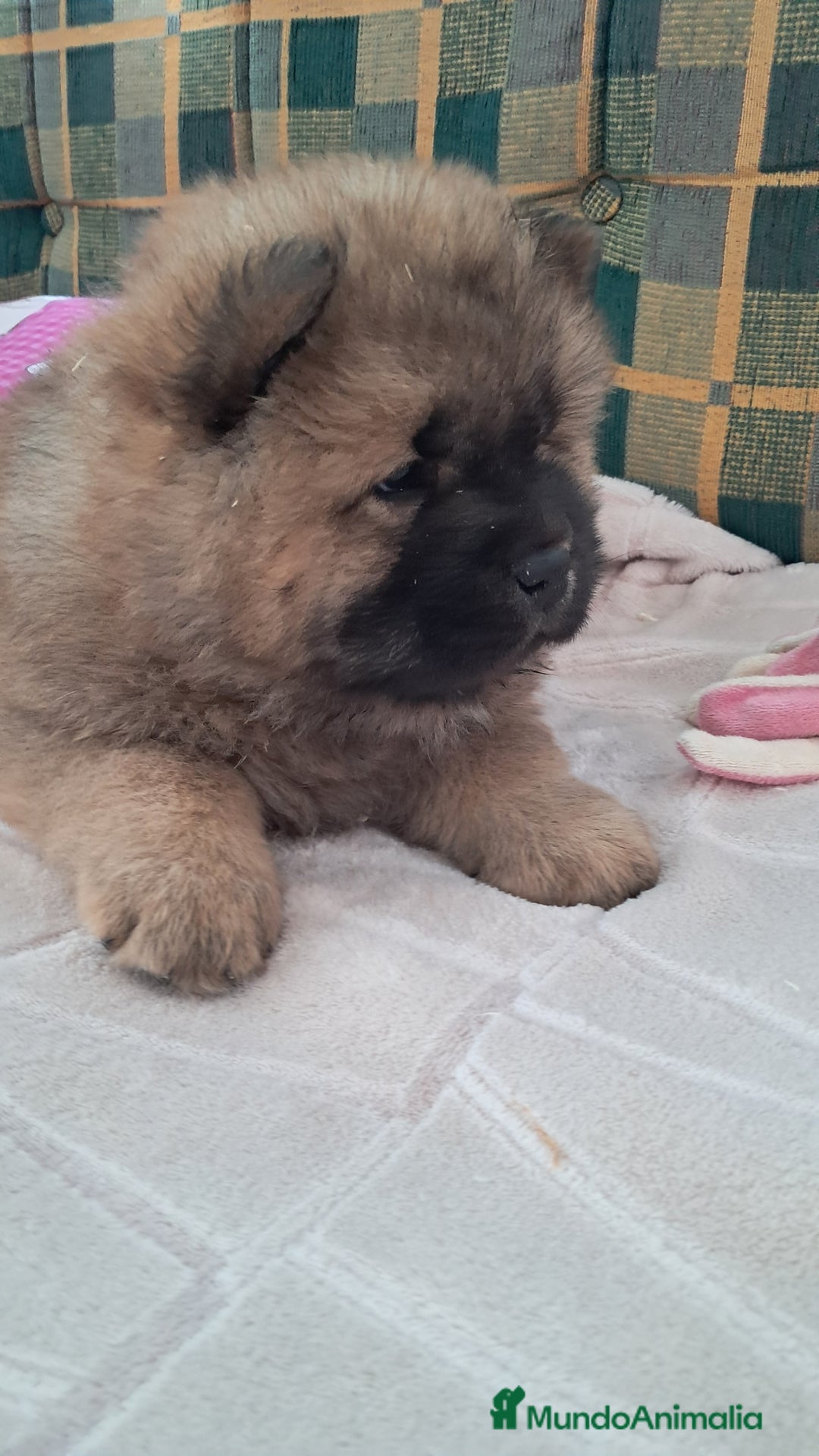 Chow Chow perros en venta: Bebes chow chow /lengua azul  - Anuncio 2