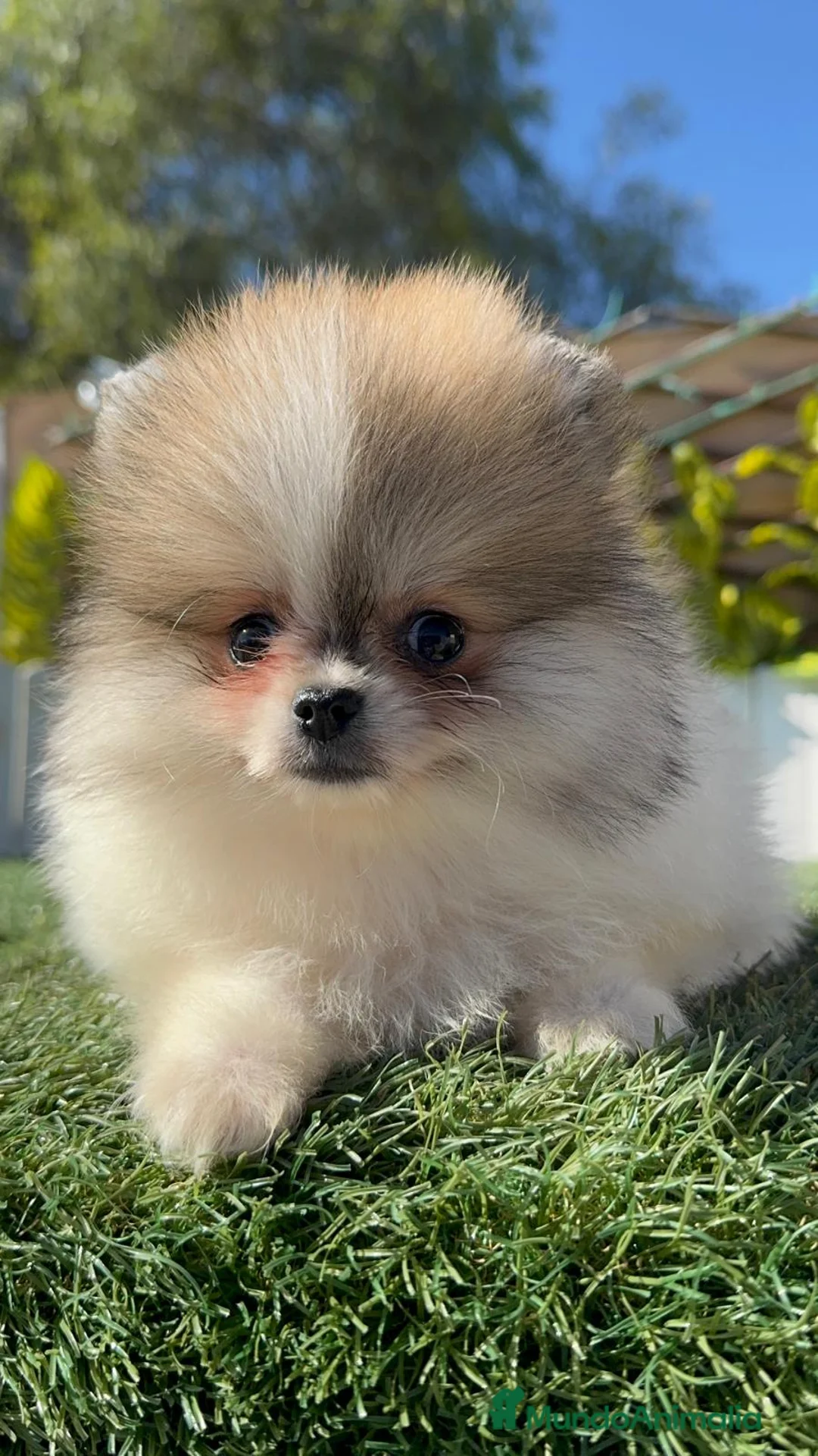 Pomerania perros en venta: POMERANIA HEMBRA - Anuncio 15