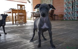 Pequeño Lebrel Italiano perros en venta: 🌟 Sirius y Selena – Galgos italianos blue 🐾 - Imagen 9
