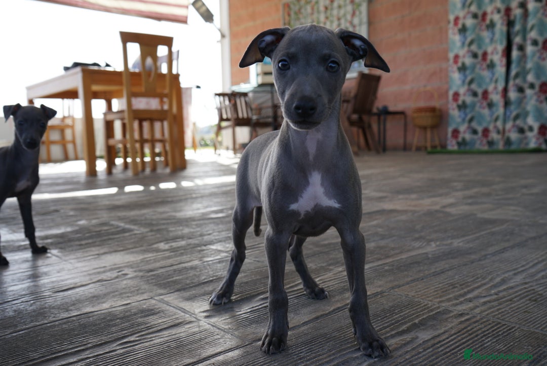 Pequeño Lebrel Italiano perros en venta: 🌟 Sirius y Selena – Galgos italianos blue 🐾 - Imagen 9