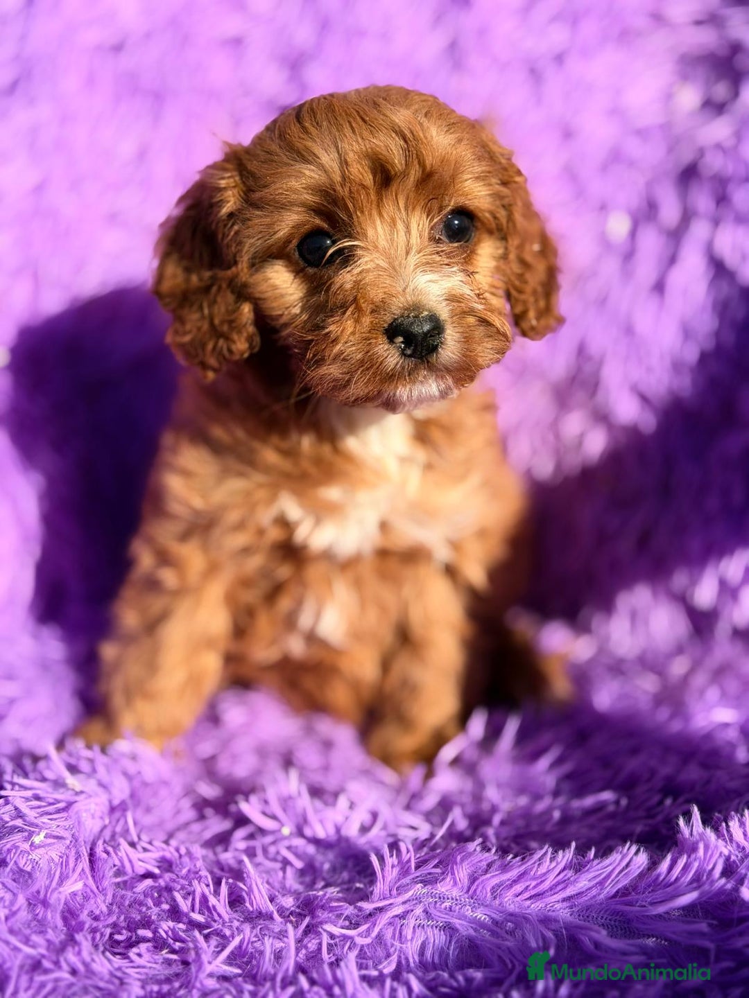 Cavapoo perros en venta: CAVAPOO ROJO - Anuncio 5