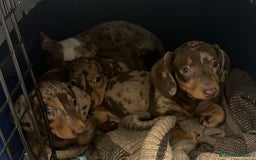 Teckel Miniatura perros en venta: Increíbles Teckel miniatura y Kaninchen .601144783 - Imagen 7