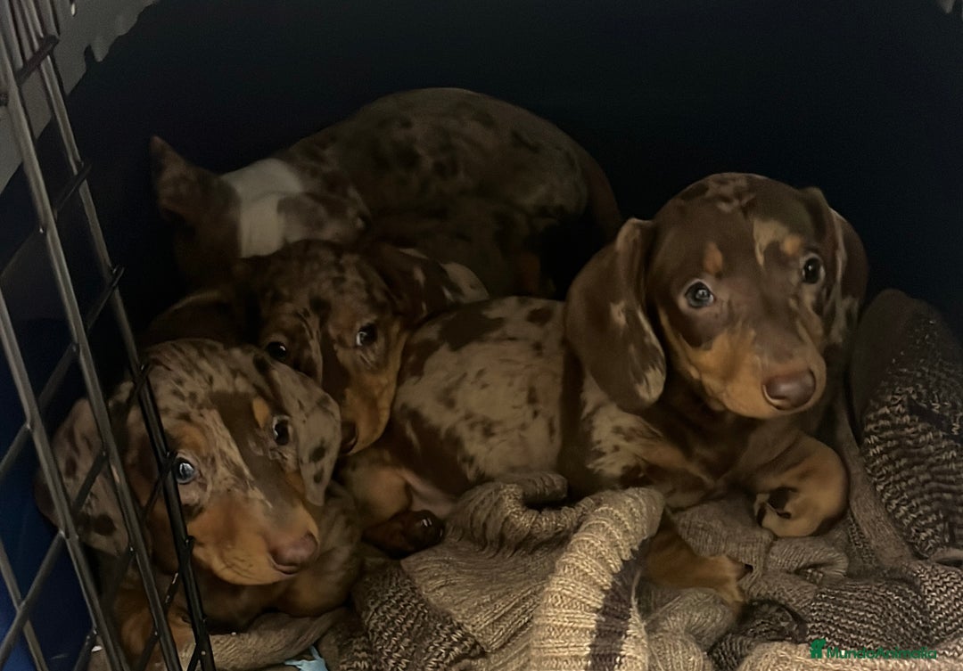 Teckel Miniatura perros en venta: Increíbles Teckel miniatura y Kaninchen .601144783 - Imagen 7