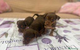 Pinscher Miniatura perros en venta: Pinscher miniatura chocolate  - Imagen 9