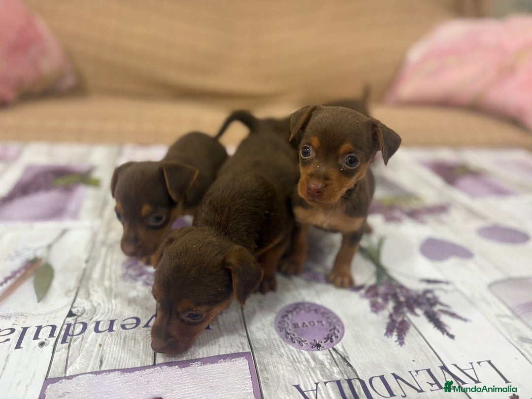 Pinscher Miniatura perros en venta: Pinscher miniatura chocolate  - Imagen 9