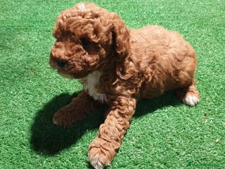 Caniche Toy perros en Madrid - Anuncio 1