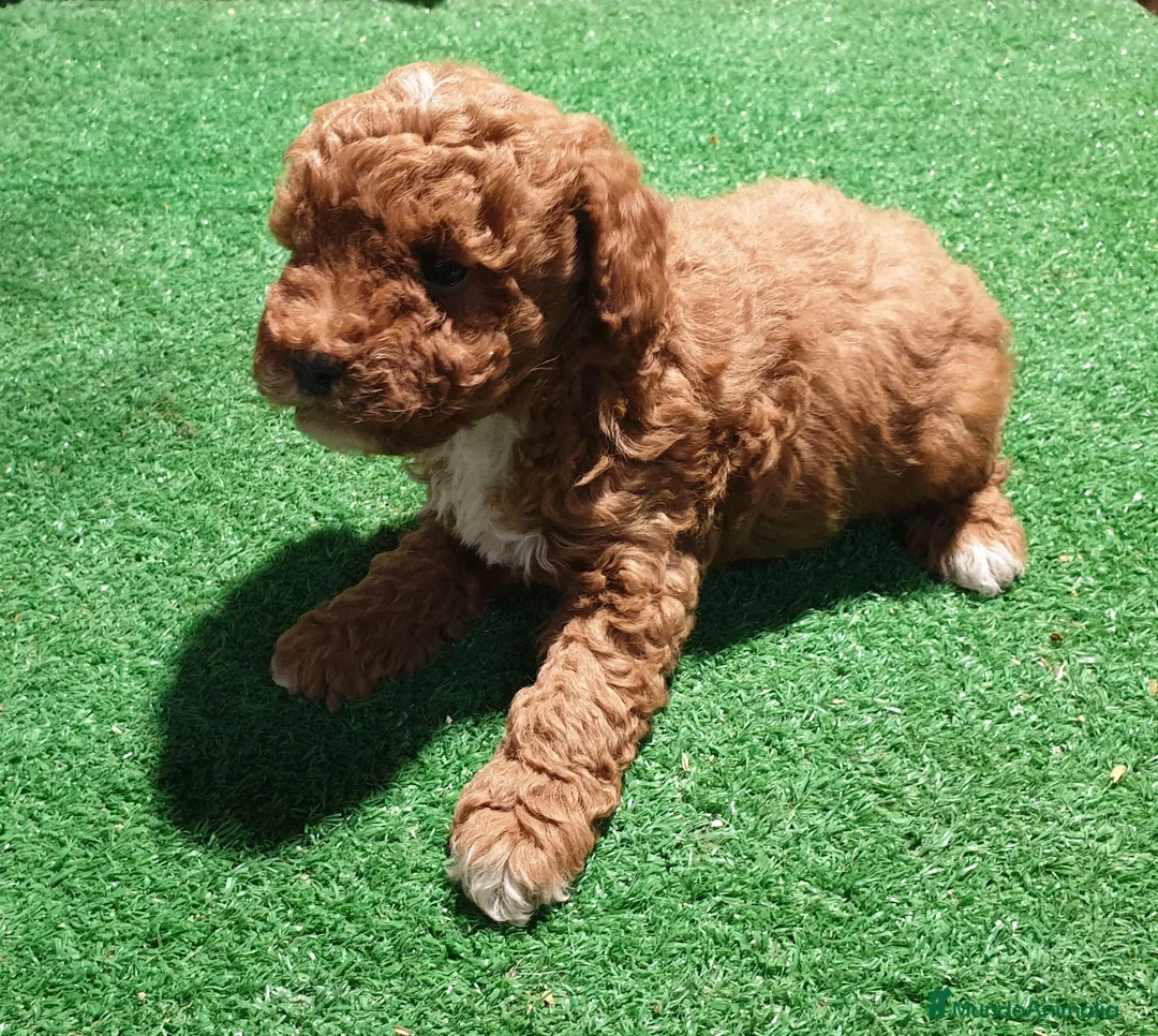 Caniche Toy perros en venta: Precioso Caniche rojo arlequín en Madrid - Anuncio 1