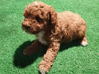 Caniche Toy perros Precioso Caniche rojo arlequín en Madrid - Anuncio 29