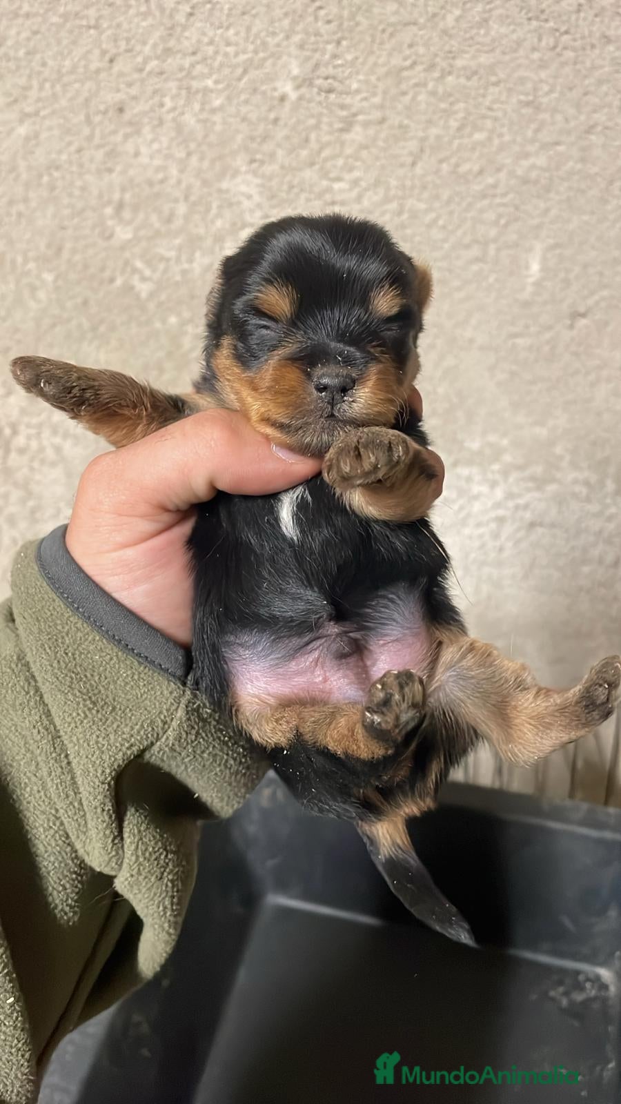 Yorkshire Terrier perros Yorkshire terrier  - Anuncio 3