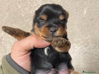 Yorkshire Terrier perros Yorkshire terrier - Anuncio 4