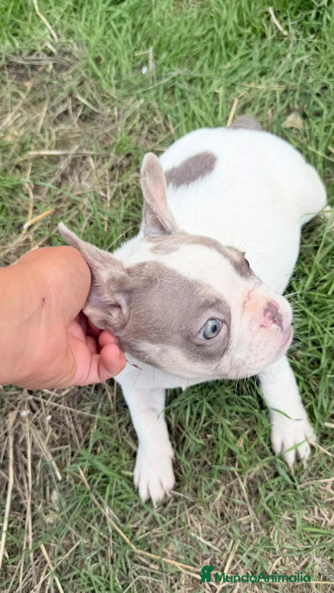 Bulldog Francés perros en venta: Bulldog frances  - Anuncio 12