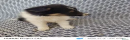 Collie de Pelo Largo perros en venta: Rough collie blue y tricolor  - Anuncio 5