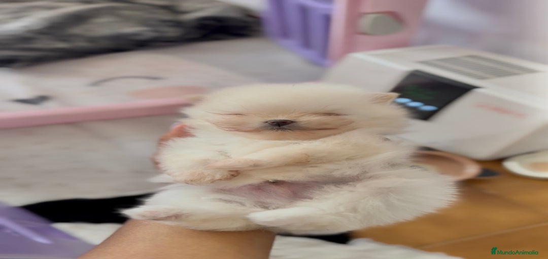 Imagen de galería {{count}}