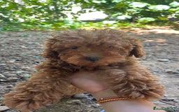 Caniche Enano perros en venta: Caniche enano  - Imagen 2