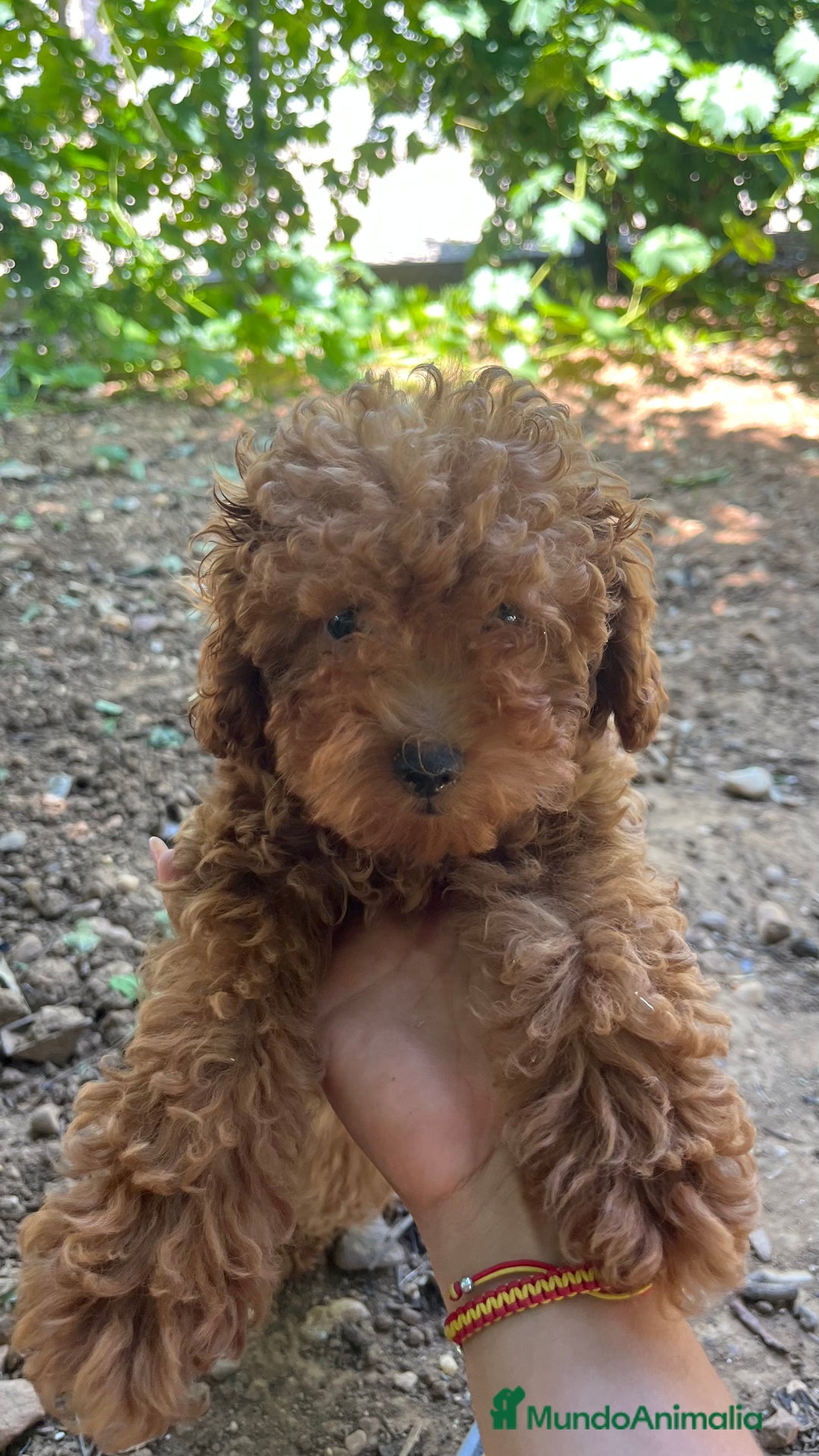 Caniche Enano perros en venta: Caniche enano  - Imagen 2