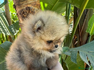 Pomerania perros en Málaga - Anuncio 8