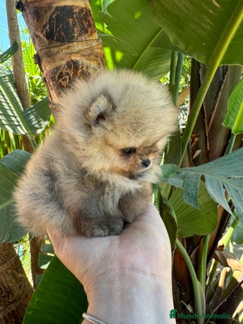 Pomerania perros en Málaga - Anuncio 5