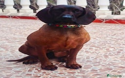 Sabueso de Sangre de Baviera perros en venta: SABUESO DE BAVIERA 2 meses - Imagen 1