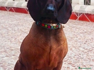 Sabueso de Sangre de Baviera perros - Anuncio 2