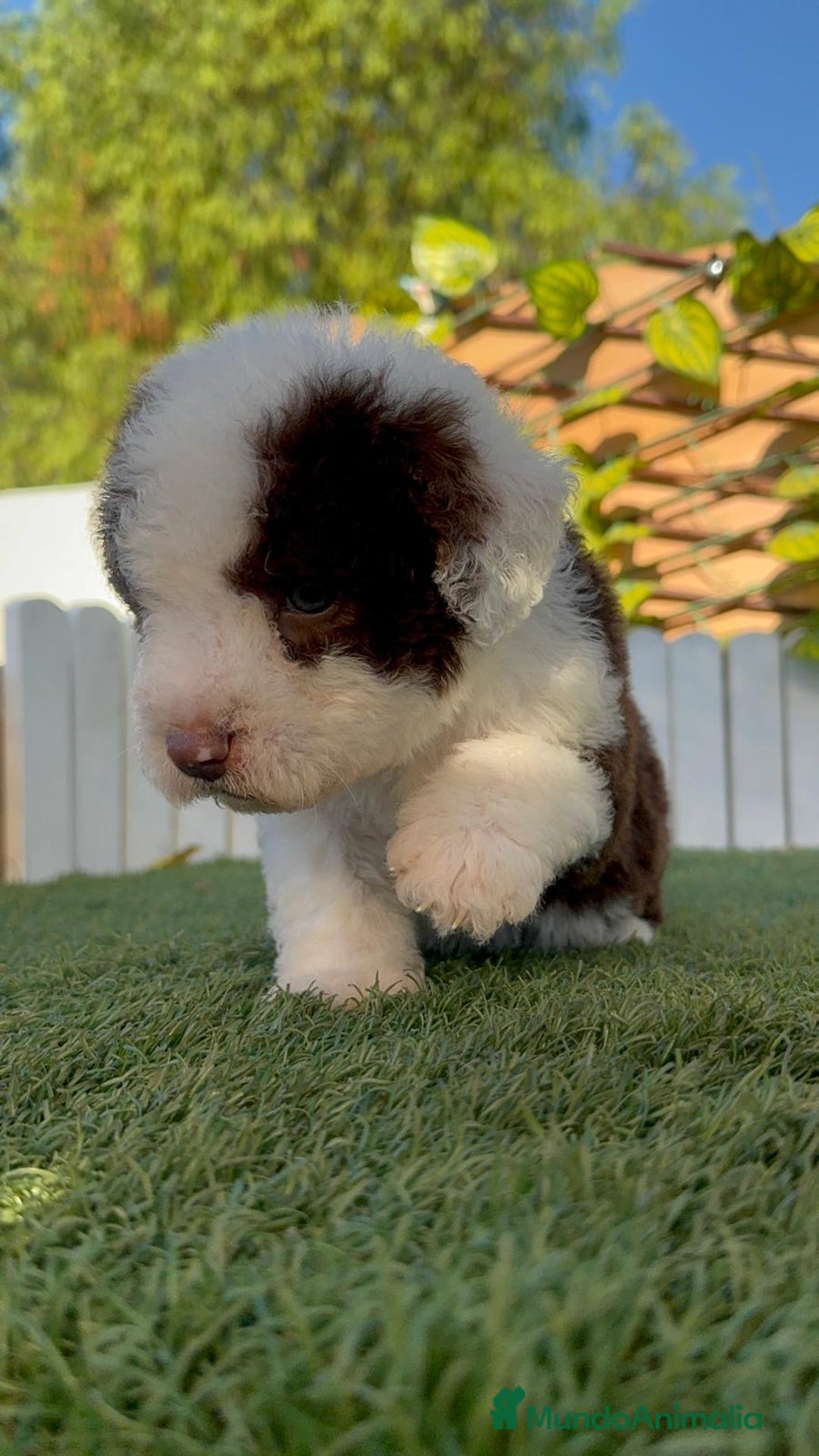 Perro de Agua Español perros en venta: PERRO DE AGUA macho - Imagen 15