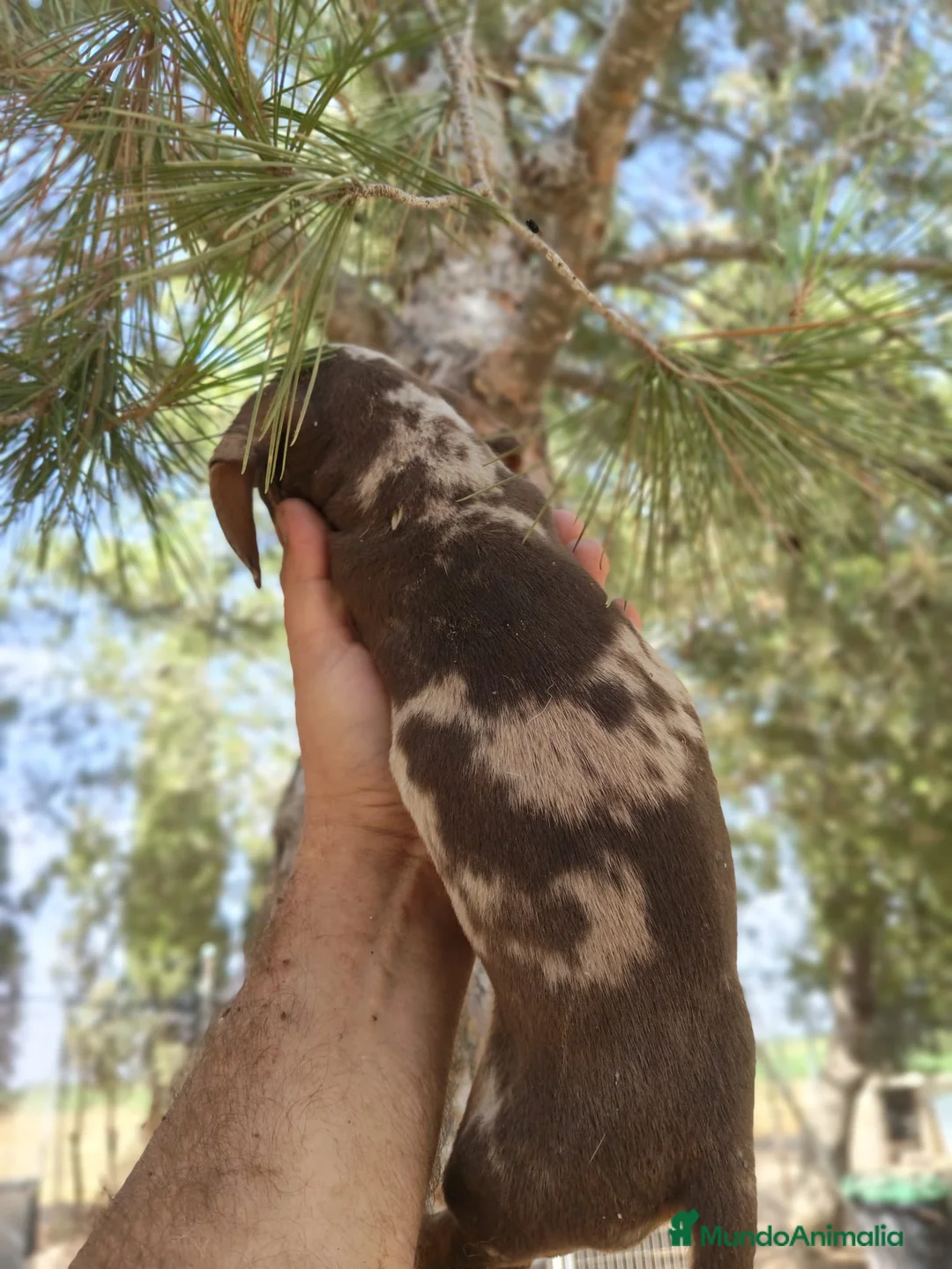 Teckel perros en venta: Teckels exclusivos - Anuncio 2