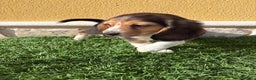 Beagle perros en venta: Cachorro macho de Beagle  - Anuncio 4