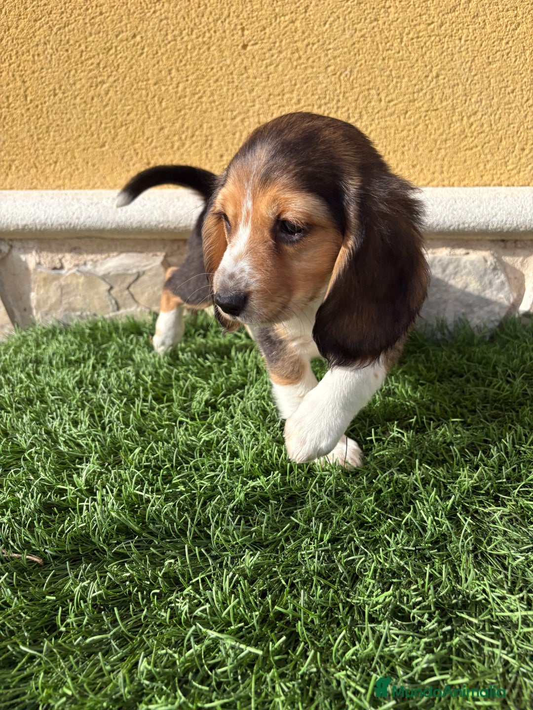 Beagle perros en venta: Cachorro macho de Beagle  - Anuncio 4