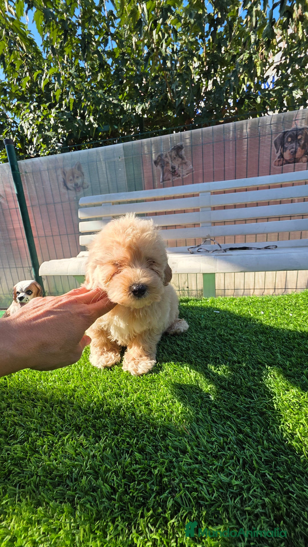Maltipoo perros en venta: Maltipoo coreano - Imagen 2