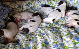 English Springer Spaniel perros en venta: Springer spanish - Imagen 6