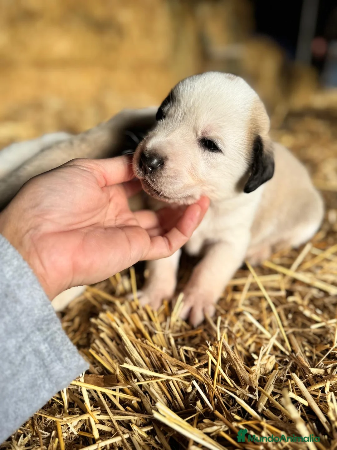 Mastín Español perros en venta: MASTIN ESPAÑOL - Anuncio 2